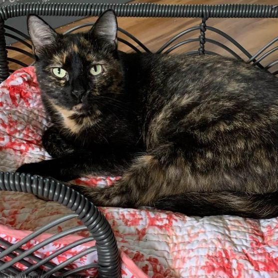 Delilah, a Adoptable mixed breed in East Orange, NJ image 2/5