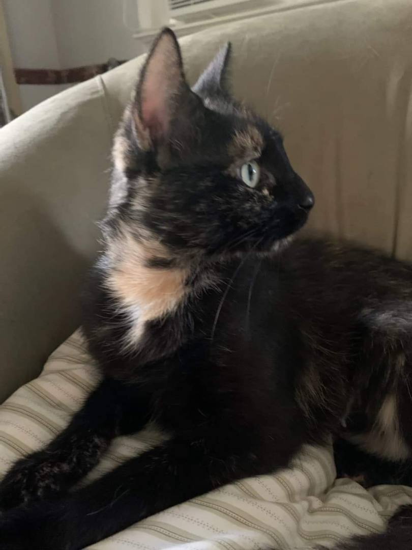 Delilah, a Adoptable mixed breed in East Orange, NJ image 5/5