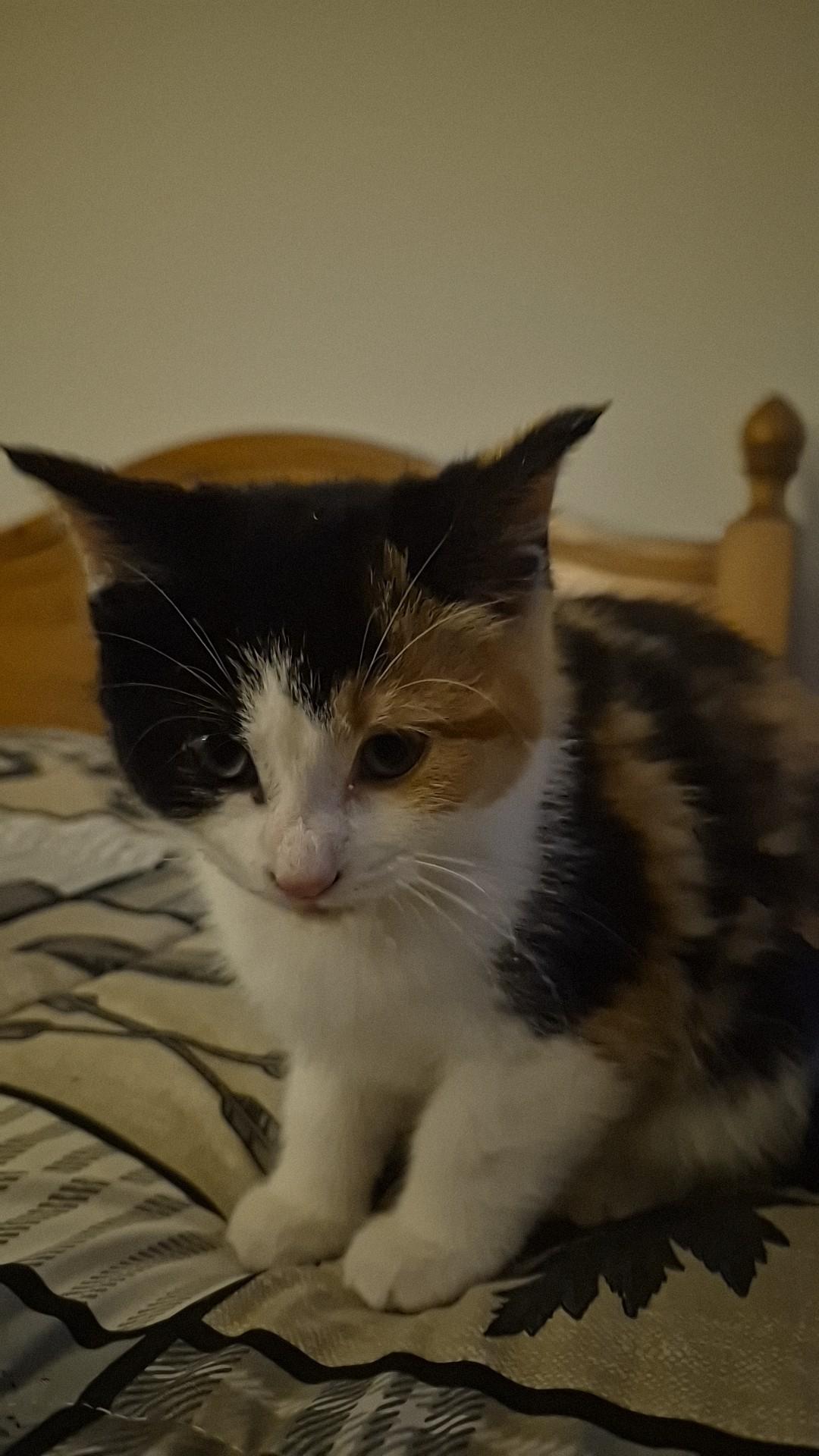 Enlarge FELICITY, a Adoptable Calico in Niagara on the Lake, ON image 6/6