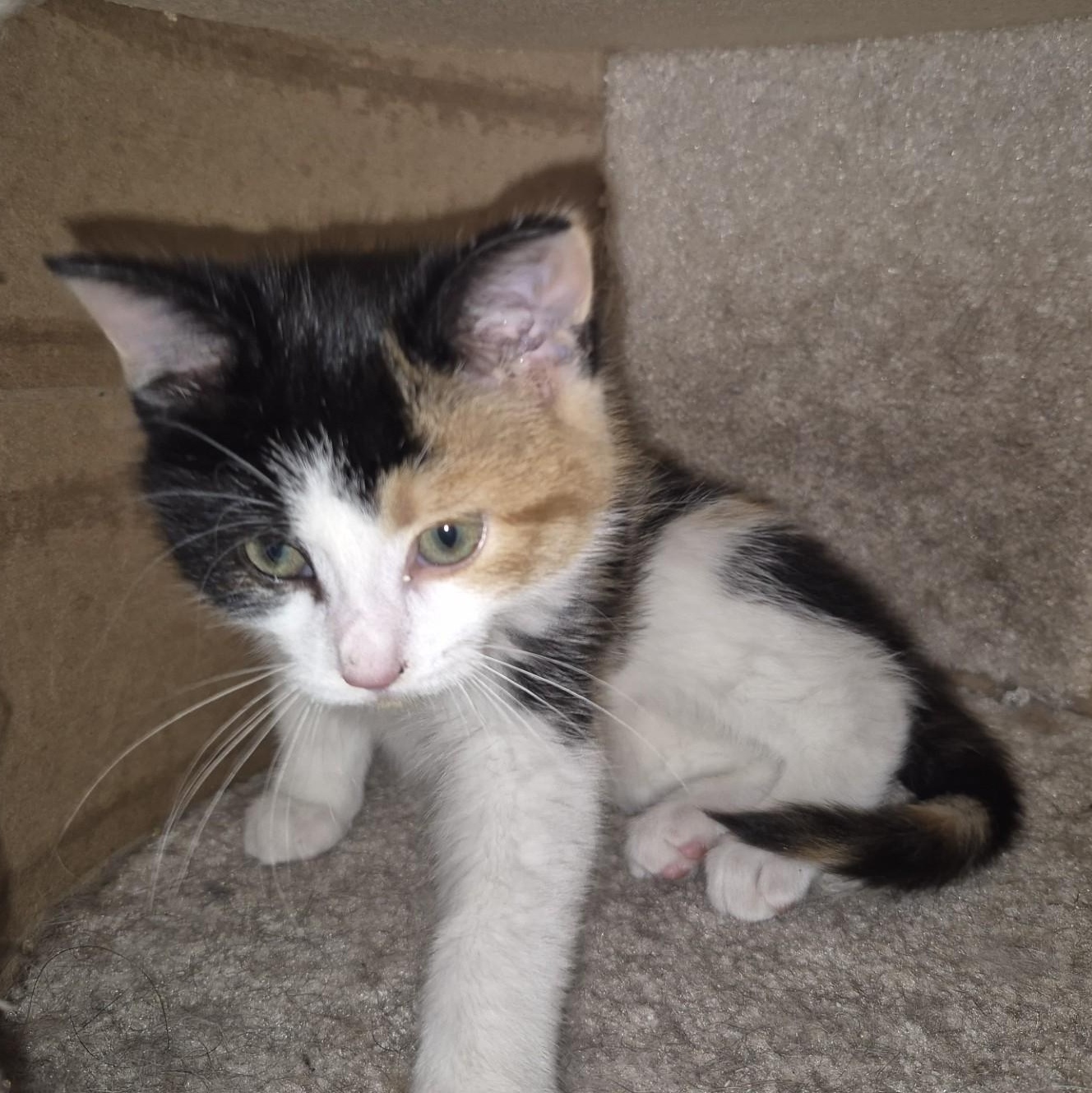 Enlarge FELICITY, a Adoptable Calico in Niagara on the Lake, ON image 3/6