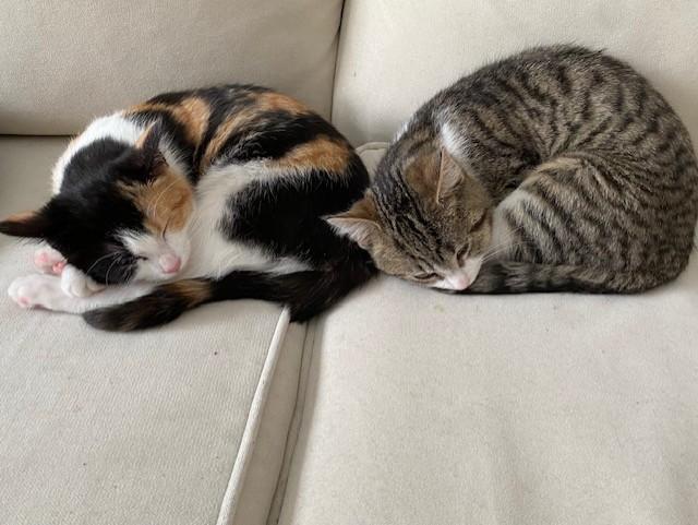 Enlarge FELICITY, a Adoptable Calico in Niagara on the Lake, ON image 4/6