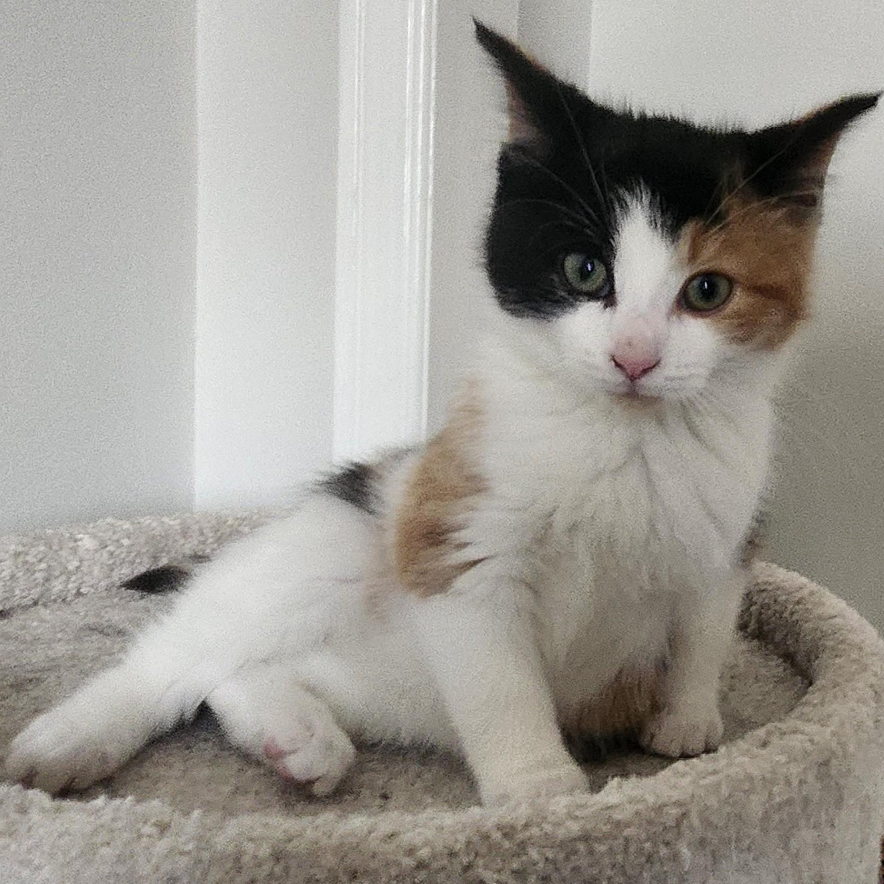 Enlarge FELICITY, a Adoptable Calico in Niagara on the Lake, ON image 2/6