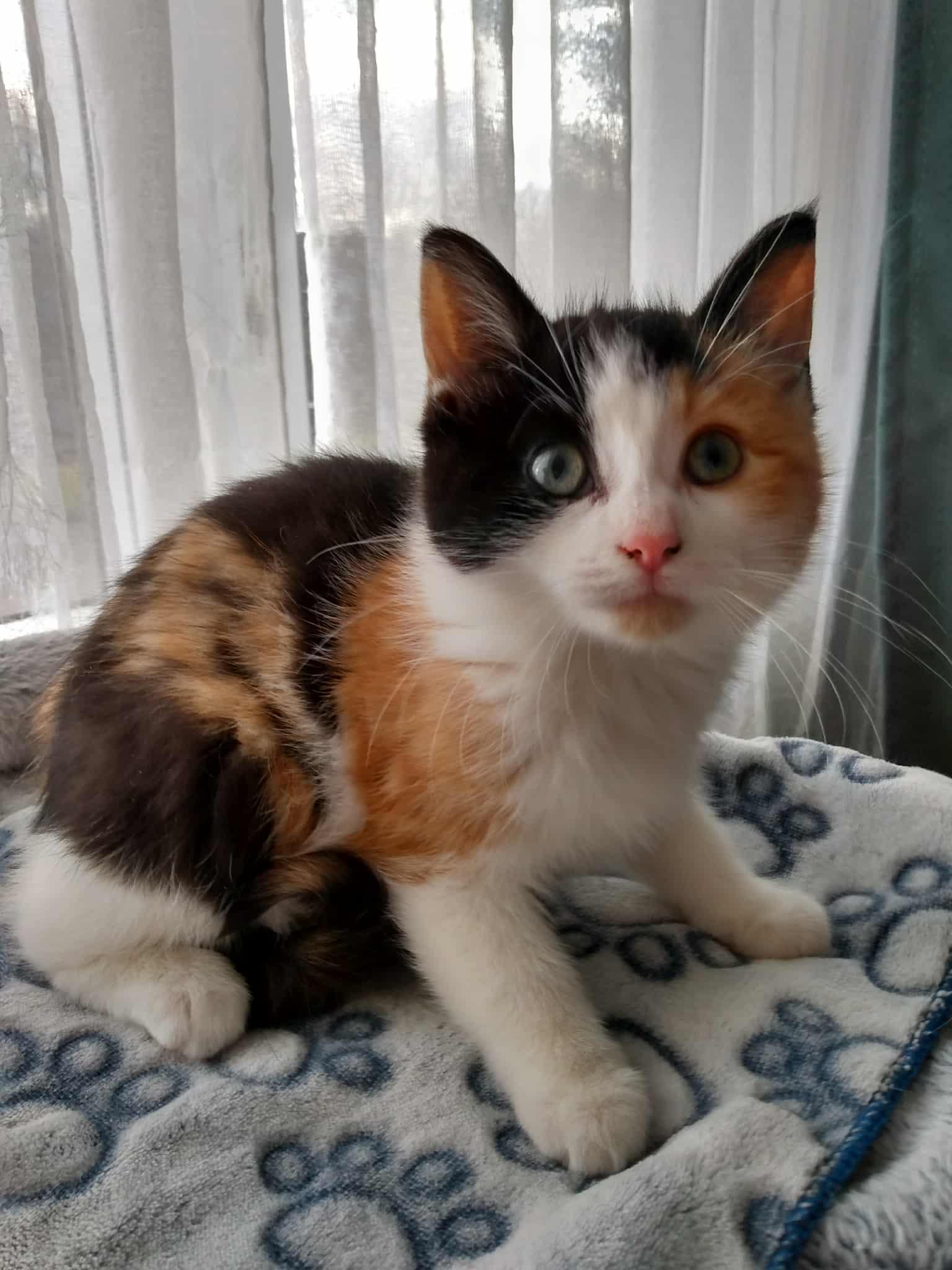 FELICITY, Adoptable, Young Female Calico.