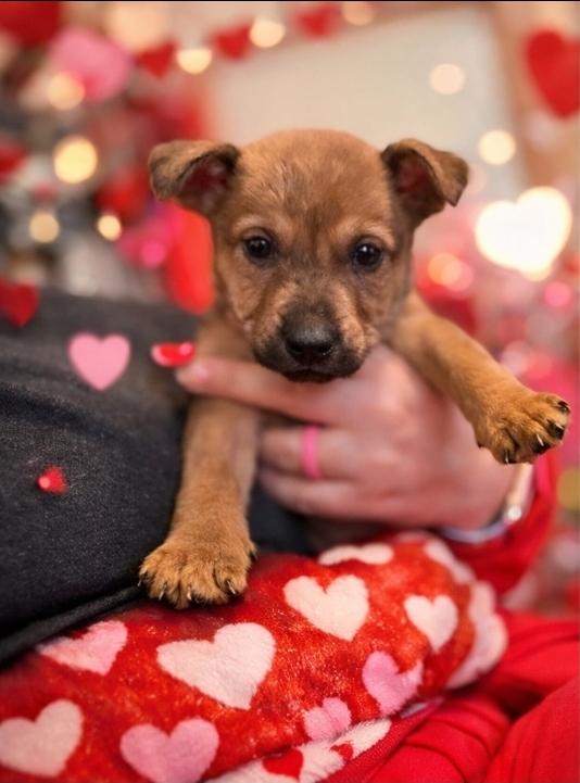 Enlarge priscilla, a Adoptable mixed breed in Lynchburg, TN image 1/1