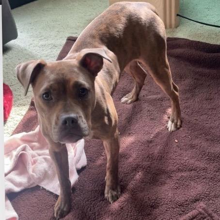 Sadie, Adoptable, Young Female Terrier & Mixed Breed.