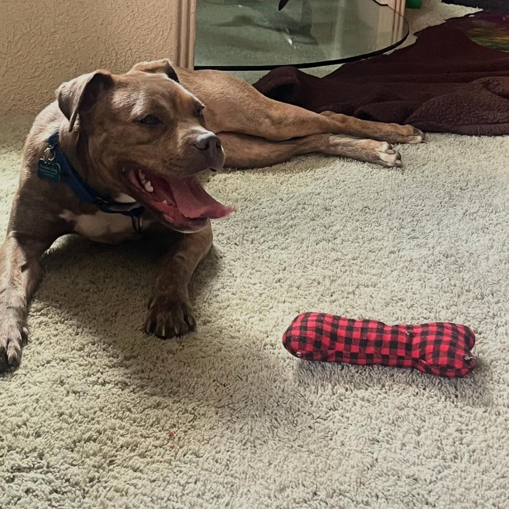 Enlarge Sadie, a Adoptable mixed breed in Middleburg Heights , OH image 2/6