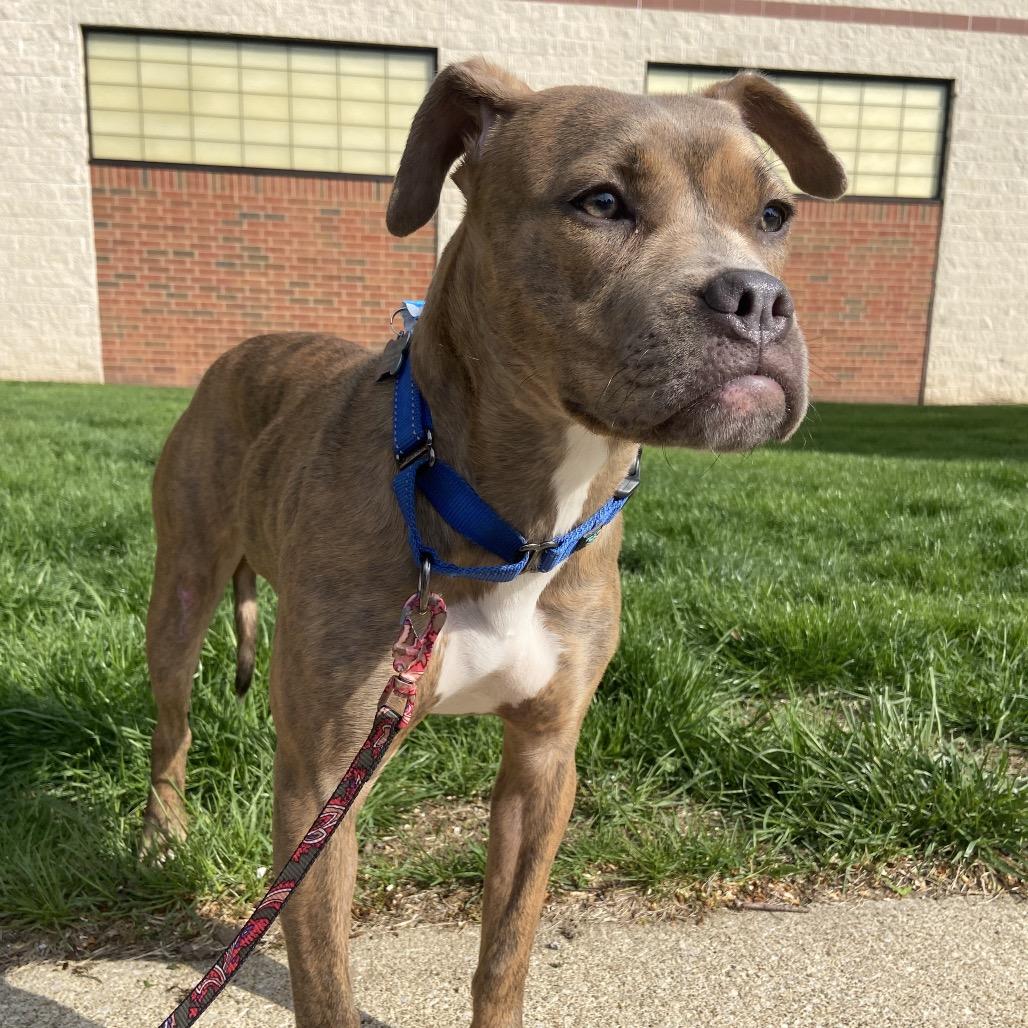 Enlarge Sadie, a Adoptable mixed breed in Middleburg Heights , OH image 3/6