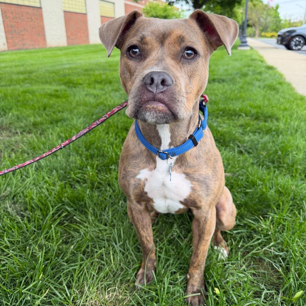 Enlarge Sadie, a Adoptable mixed breed in Middleburg Heights , OH image 4/6