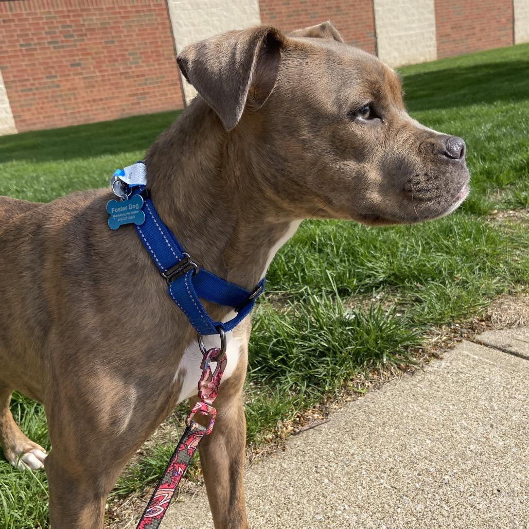Enlarge Sadie, a Adoptable mixed breed in Middleburg Heights , OH image 5/6