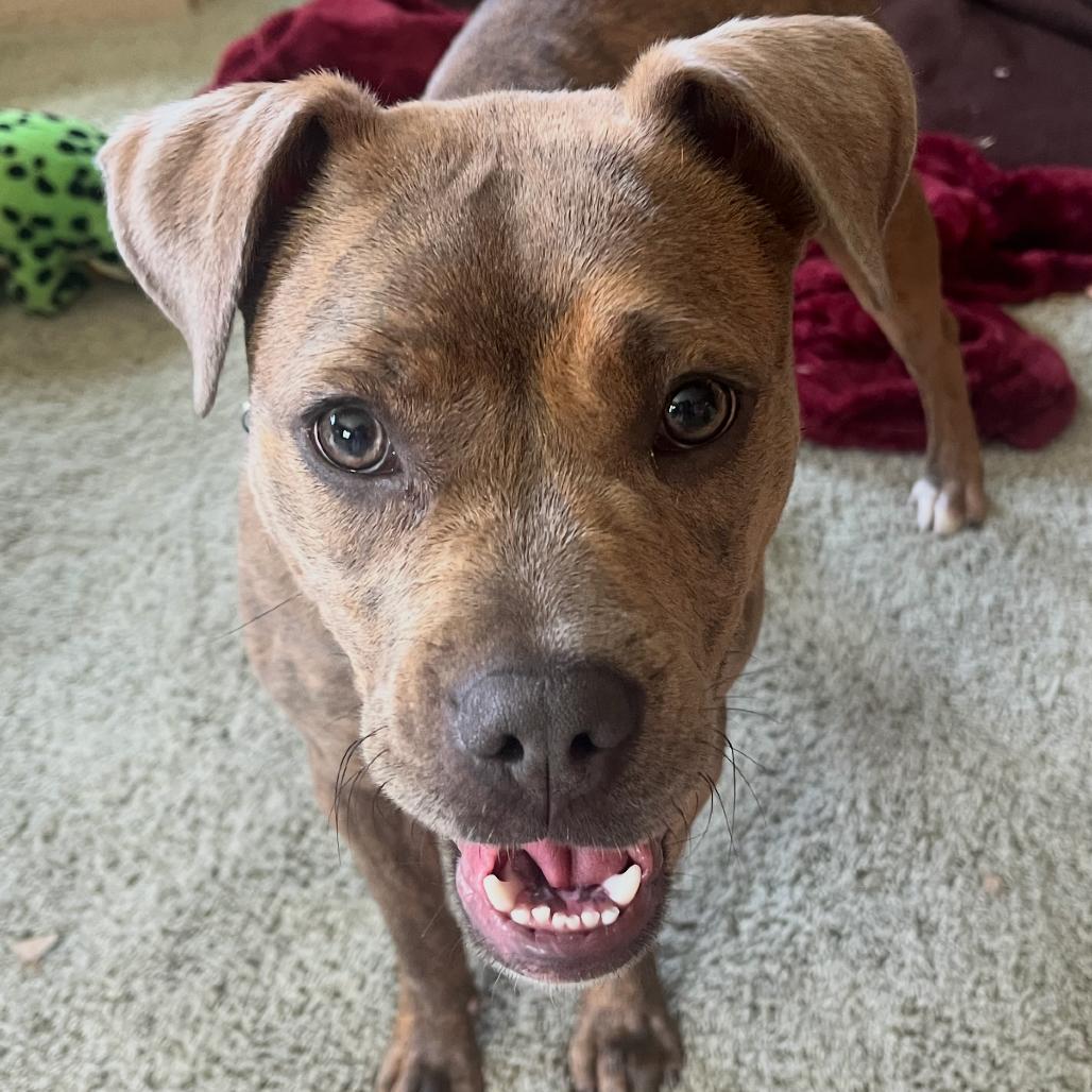 Enlarge Sadie, a Adoptable mixed breed in Middleburg Heights , OH image 6/6