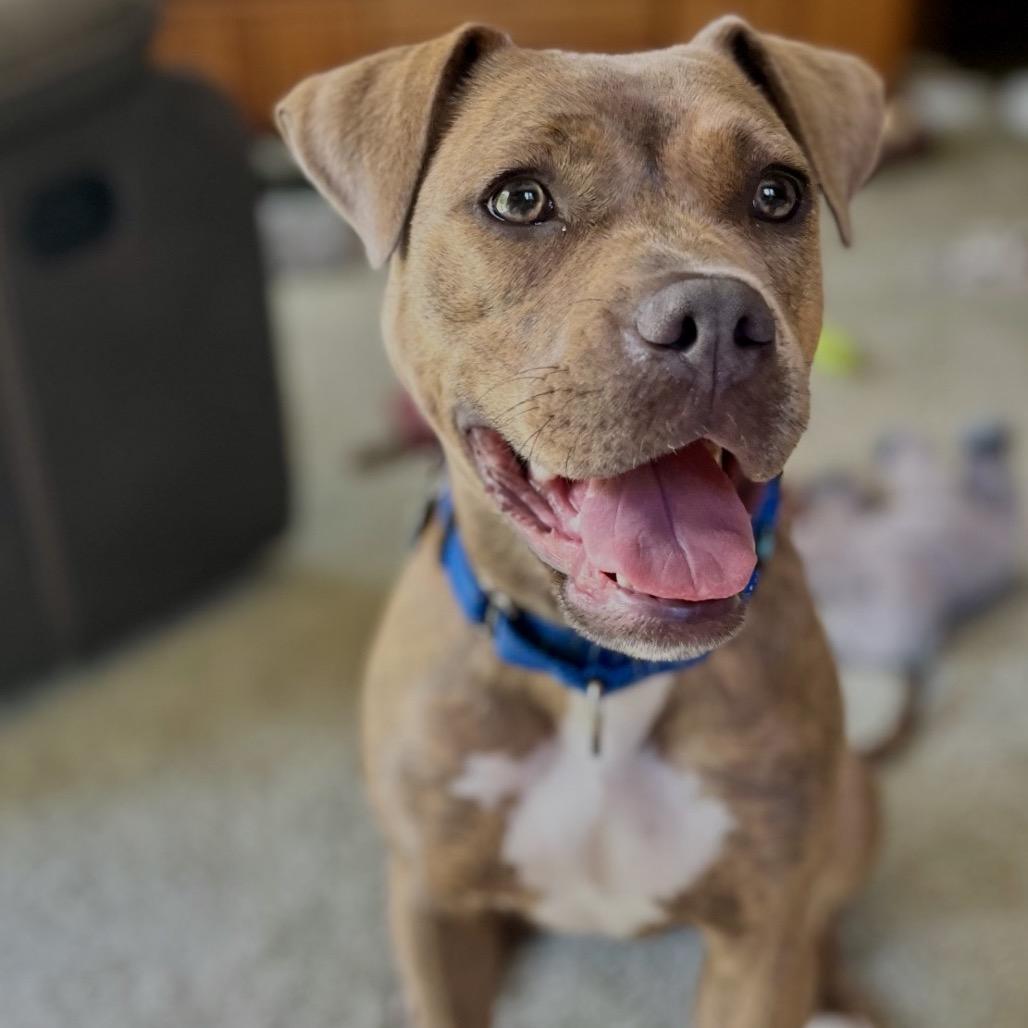 Sadie, a Adoptable mixed breed in Middleburg Heights , OH image 6/6