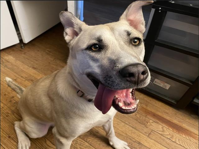 Enlarge EMMIE, a Adoptable Mixed Breed in Santa Fe, NM image 1/1