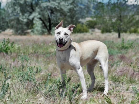 EMMIE, Adoptable, Young Female Mixed Breed.