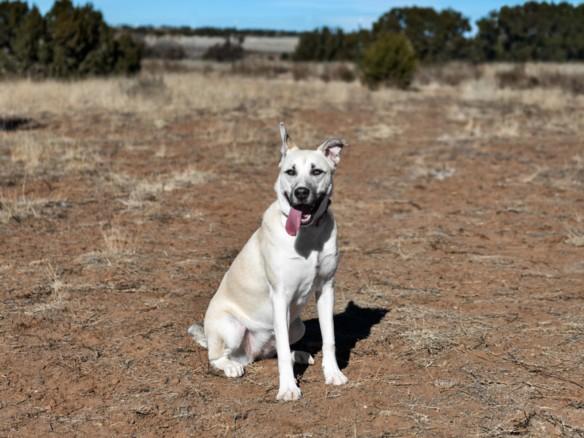Enlarge EMMIE, a Adoptable Mixed Breed in Santa Fe, NM image 1/1
