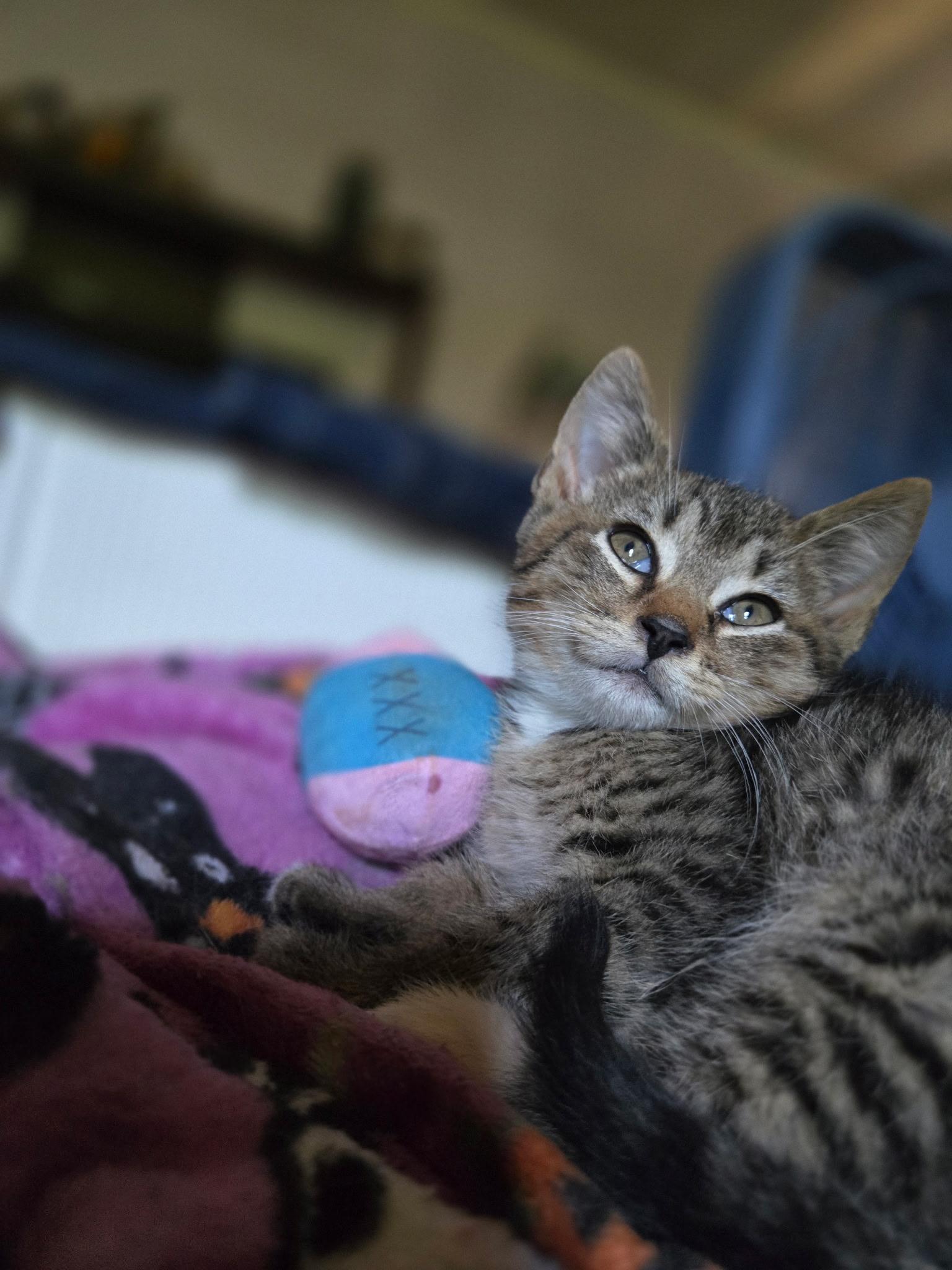 Enlarge Meatball, a Adoptable Domestic Short Hair in New York City, NY image 5/5