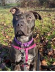 Sequoia, Adopted, Young Female Staffordshire Bull Terrier.