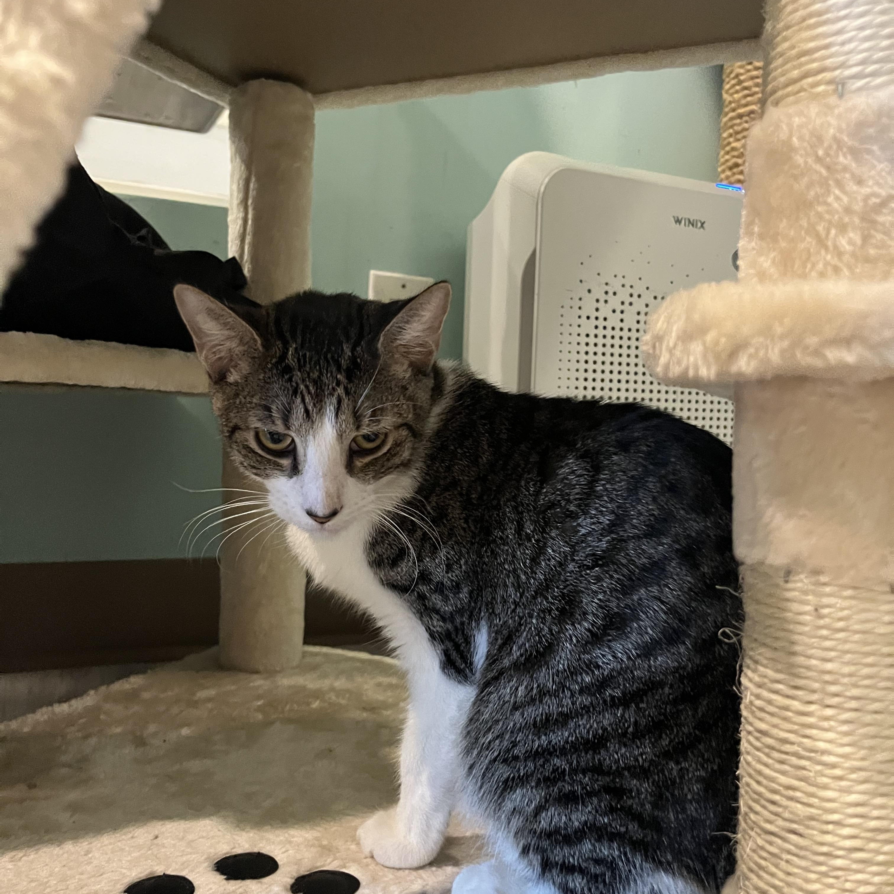 Wylie, an adoptable Domestic Short Hair in Aiea, HI, 96701 | Photo Image 2