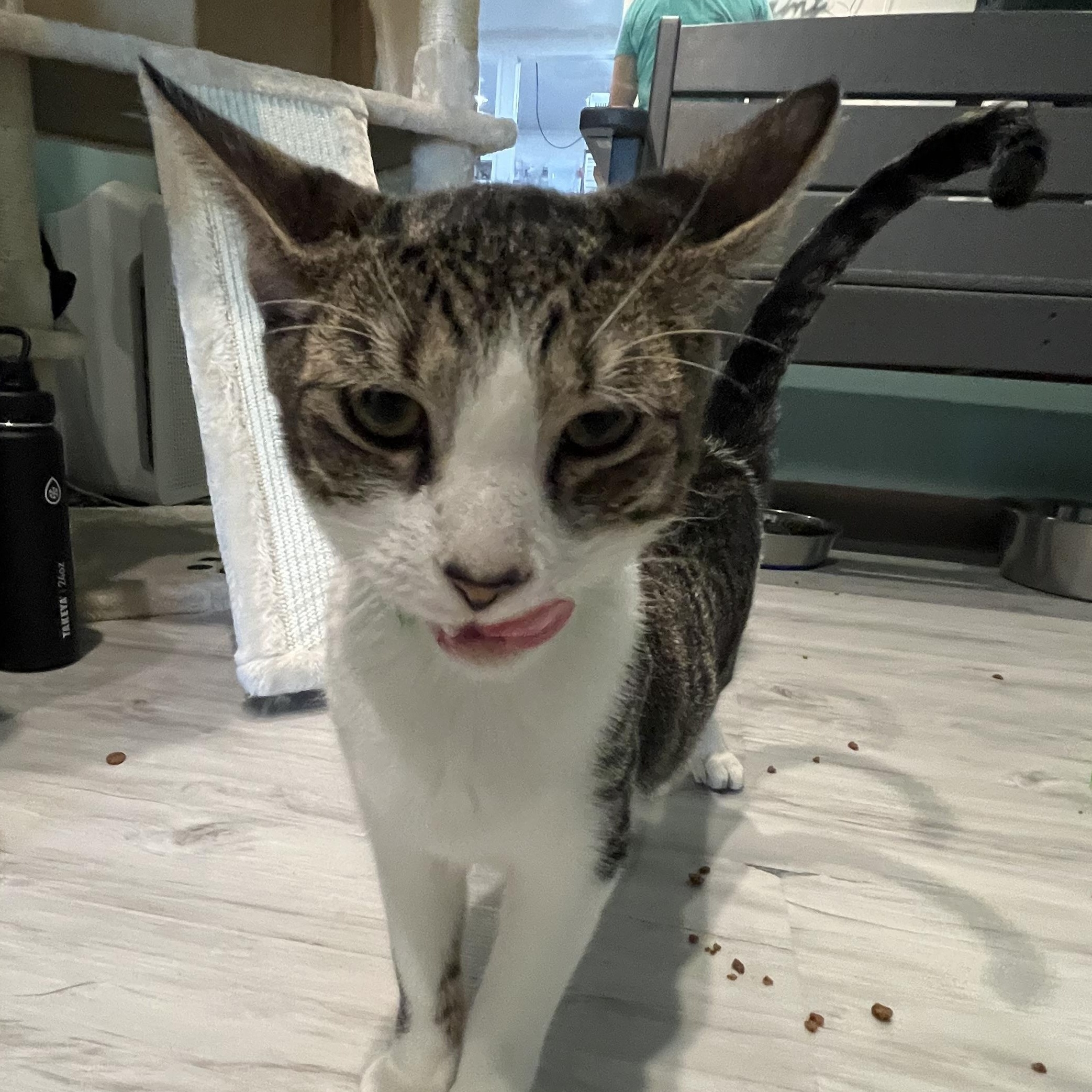 Wylie, a Adoptable Domestic Short Hair in Aiea, HI image 3/3