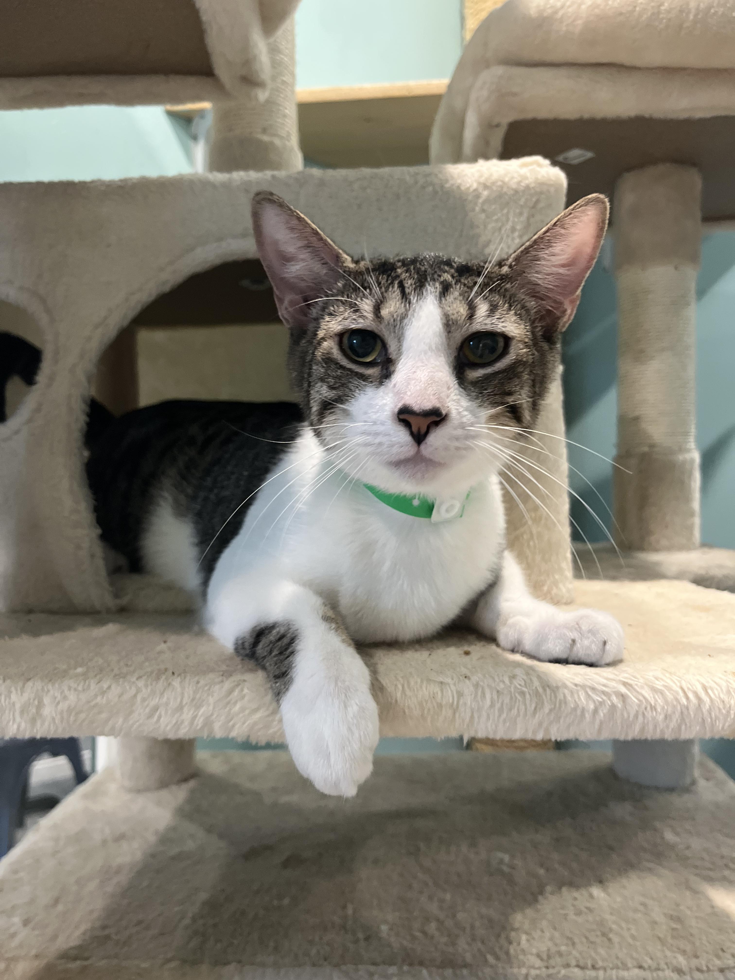 Wylie, a Adoptable Domestic Short Hair in Aiea, HI image 1/3