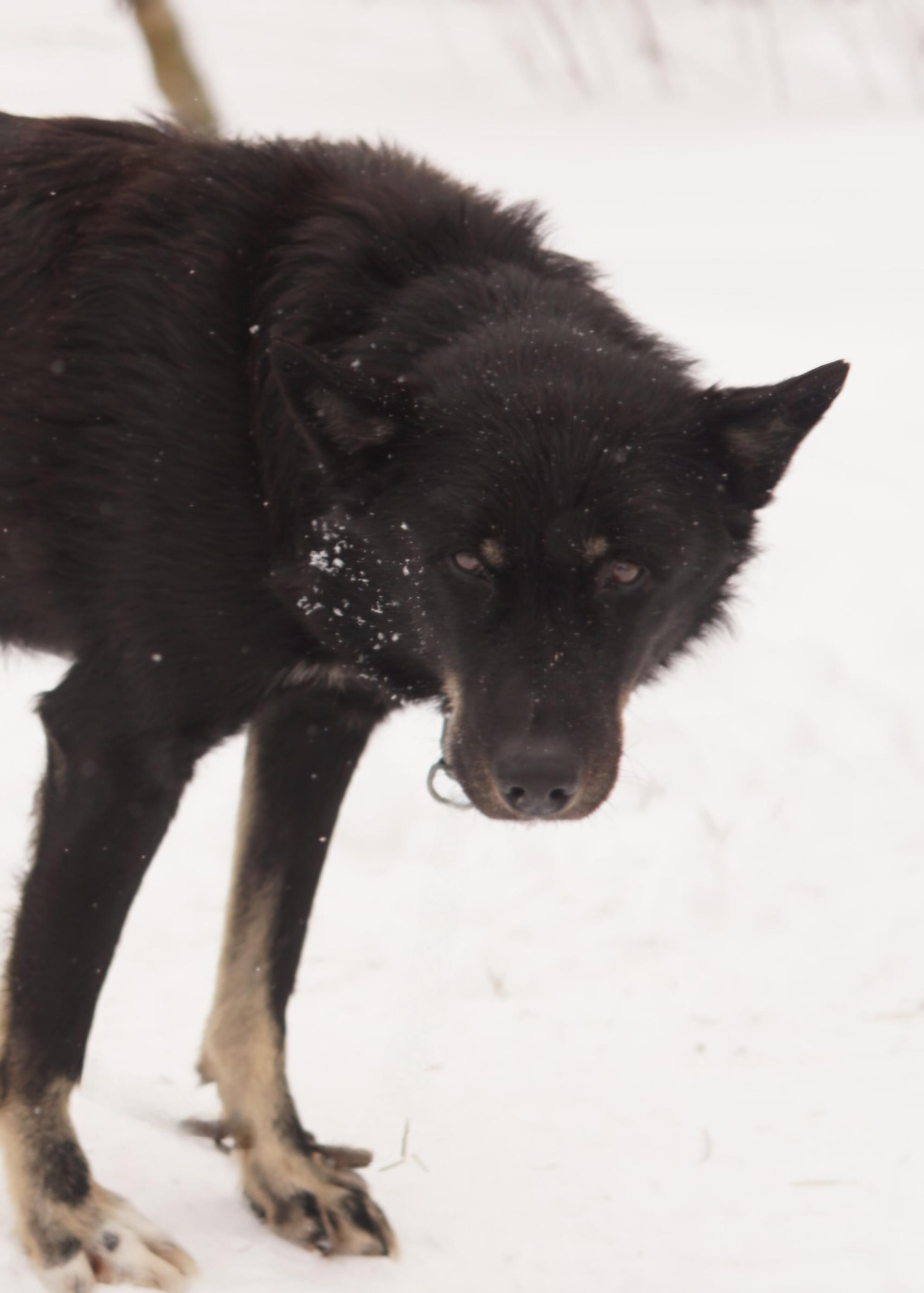 Enlarge Chip, a ADOPTABLE Husky in Jefferson, NH image 1/2