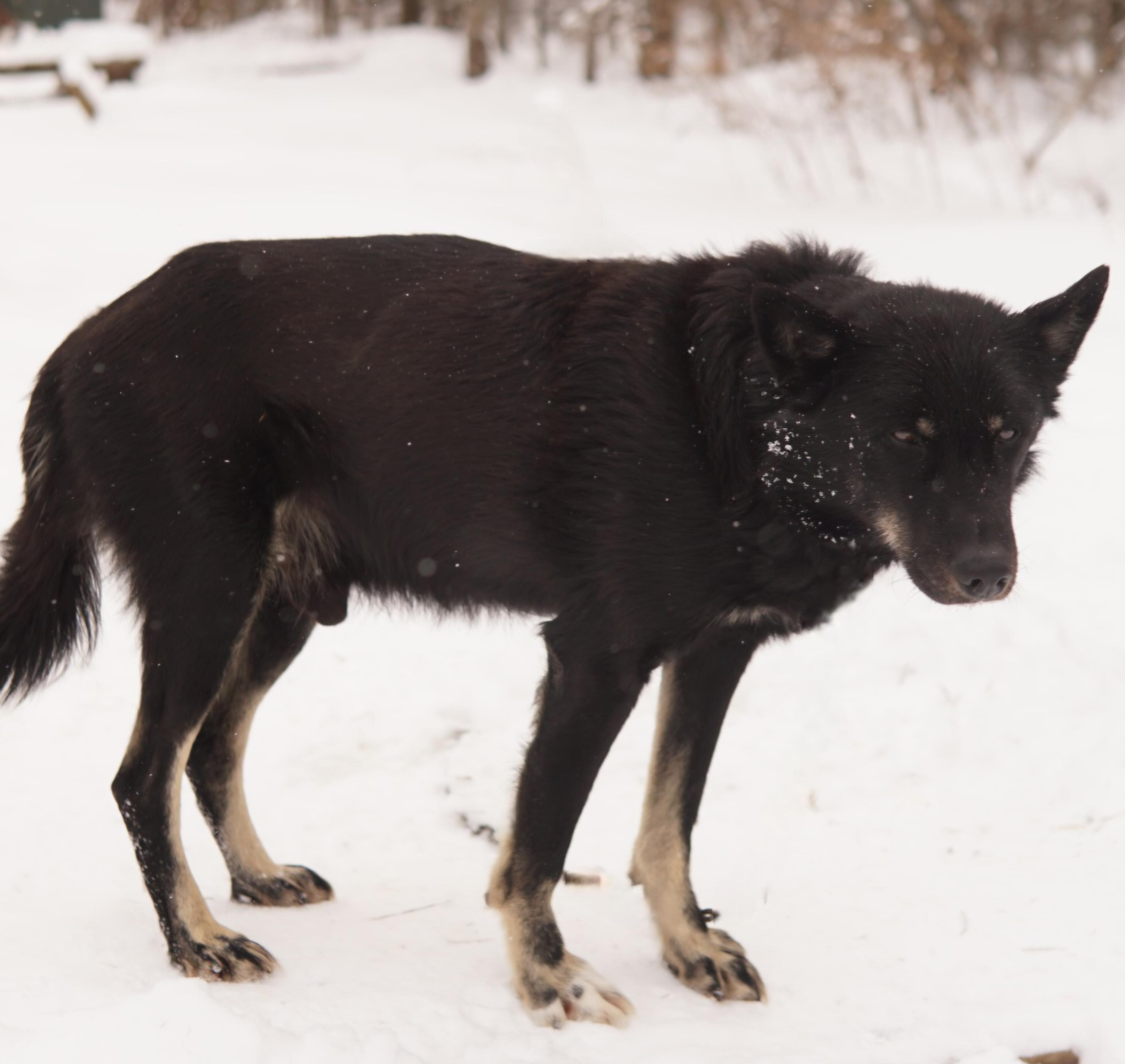 Enlarge Chip, a ADOPTABLE Husky in Jefferson, NH image 2/2