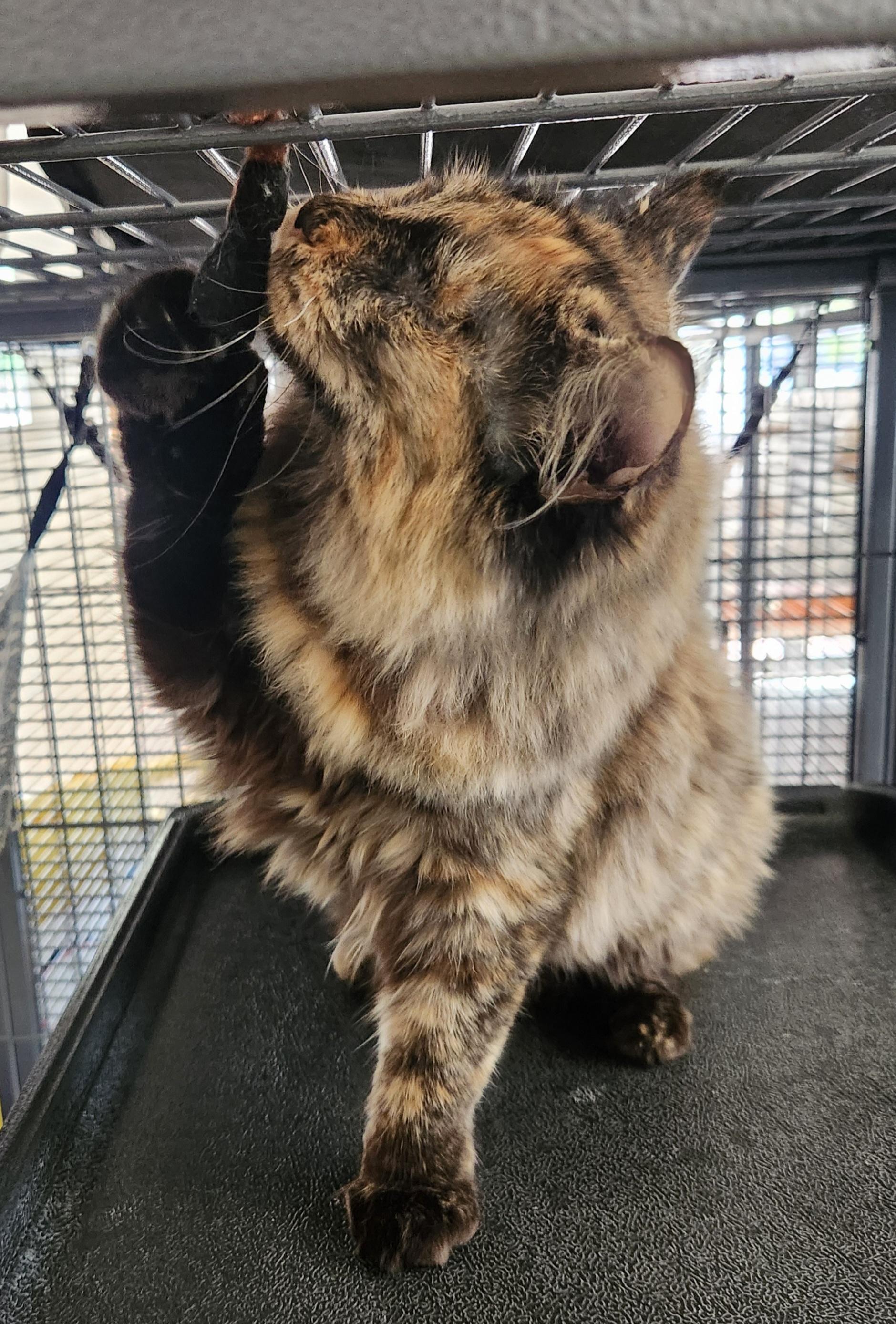 Tina, a Adoptable Tortoiseshell in Yarnell, AZ image 4/4