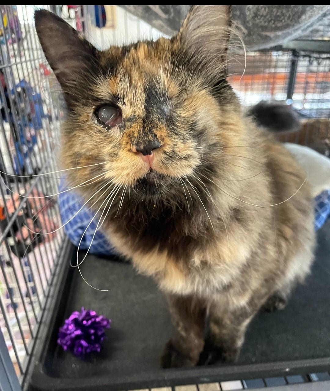 Tina, a Adoptable Tortoiseshell in Yarnell, AZ image 2/4