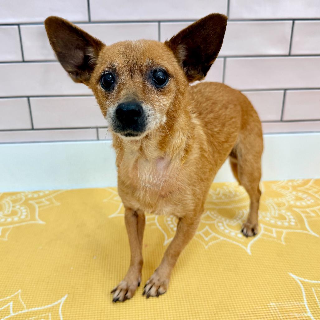 Bangles 13996, a Adoptable Chihuahua in San Francisco, CA image 1/6
