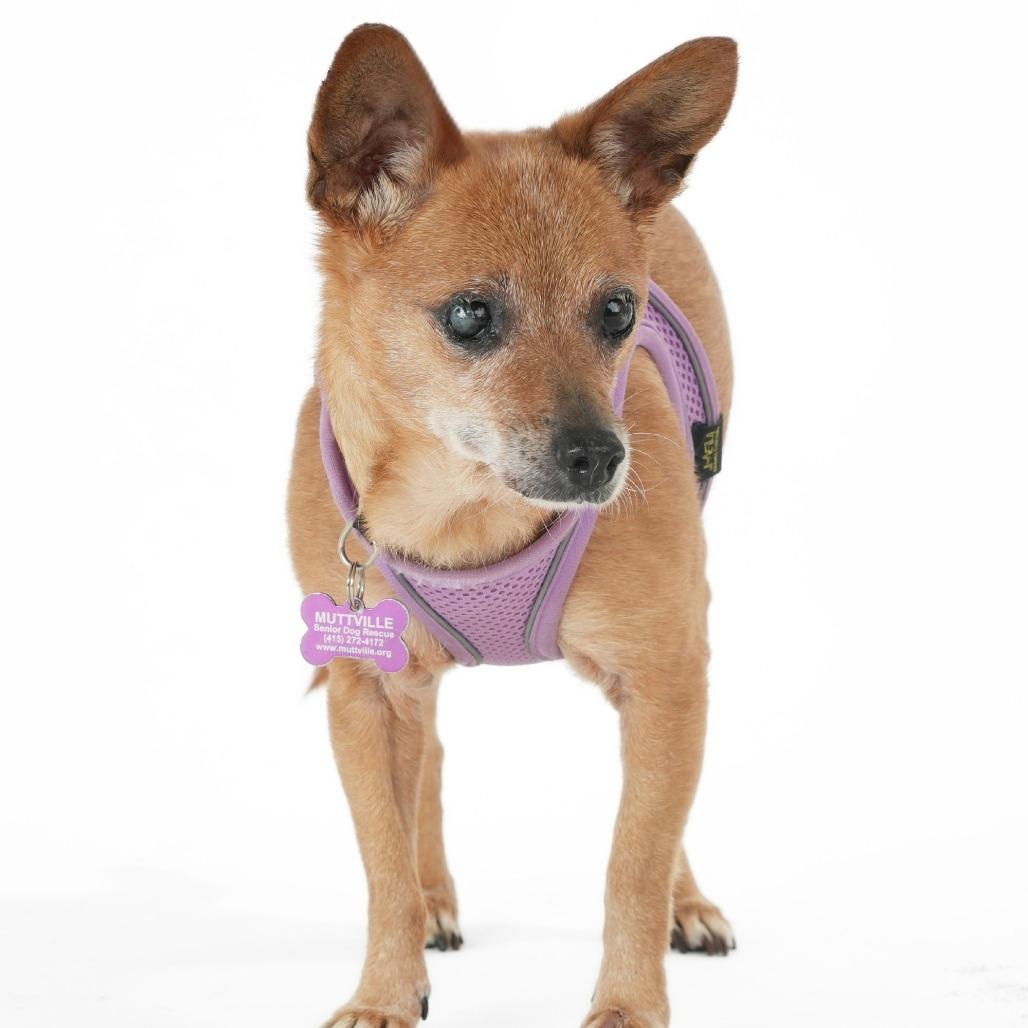 Bangles 13996, a Adoptable Chihuahua in San Francisco, CA image 2/6