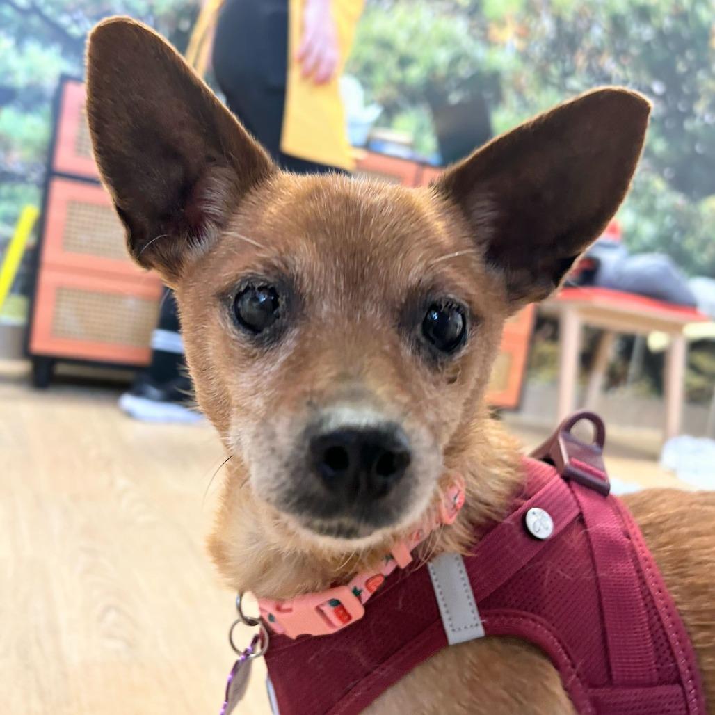 Bangles 13996, a Adoptable Chihuahua in San Francisco, CA image 3/6