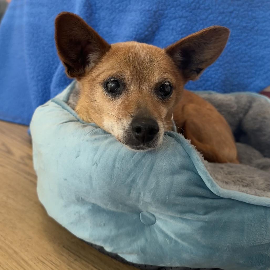 Bangles 13996, a Adoptable Chihuahua in San Francisco, CA image 5/6