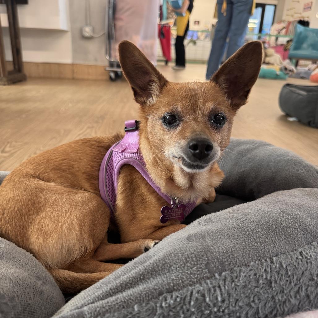 Bangles 13996, a Adoptable Chihuahua in San Francisco, CA image 5/6