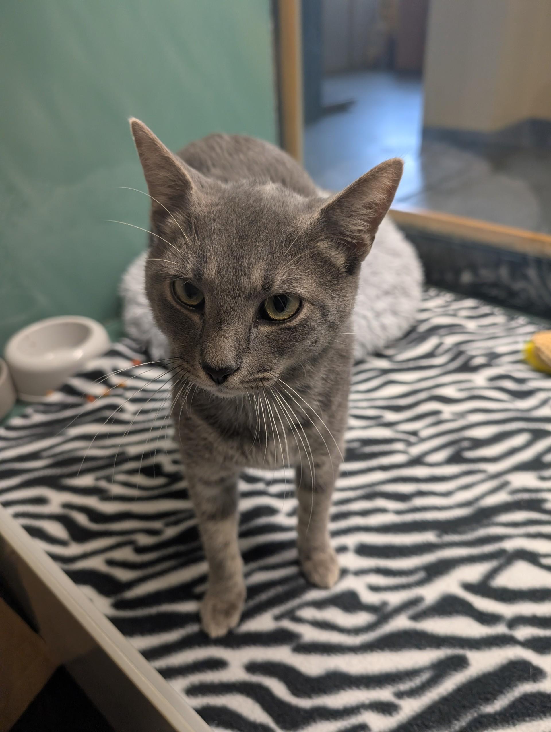 Dan, Adoptable, Adult Male Domestic Short Hair.