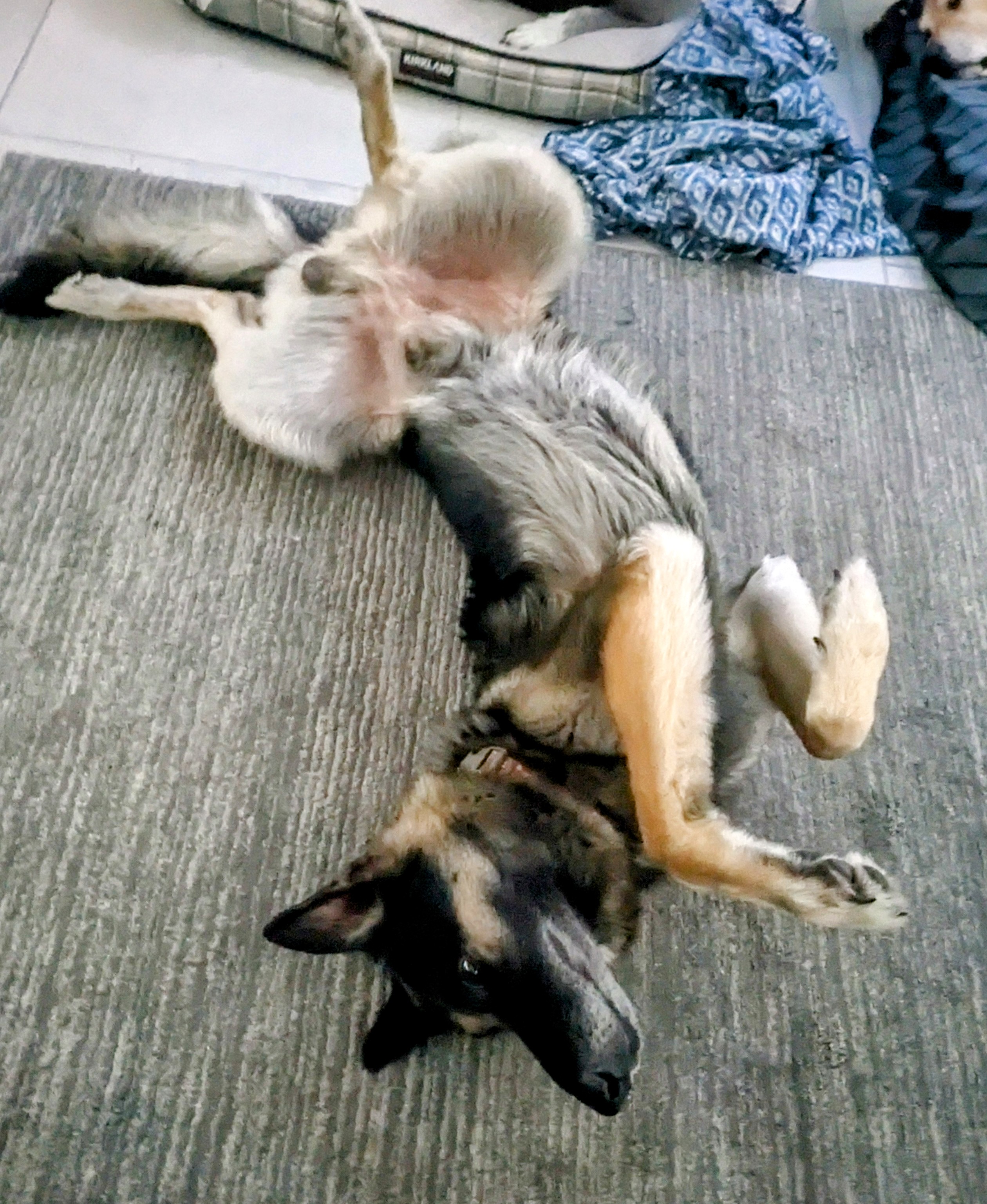 Maximus, a Adopted German Shepherd Dog in PEARLAND, TX image 6/6