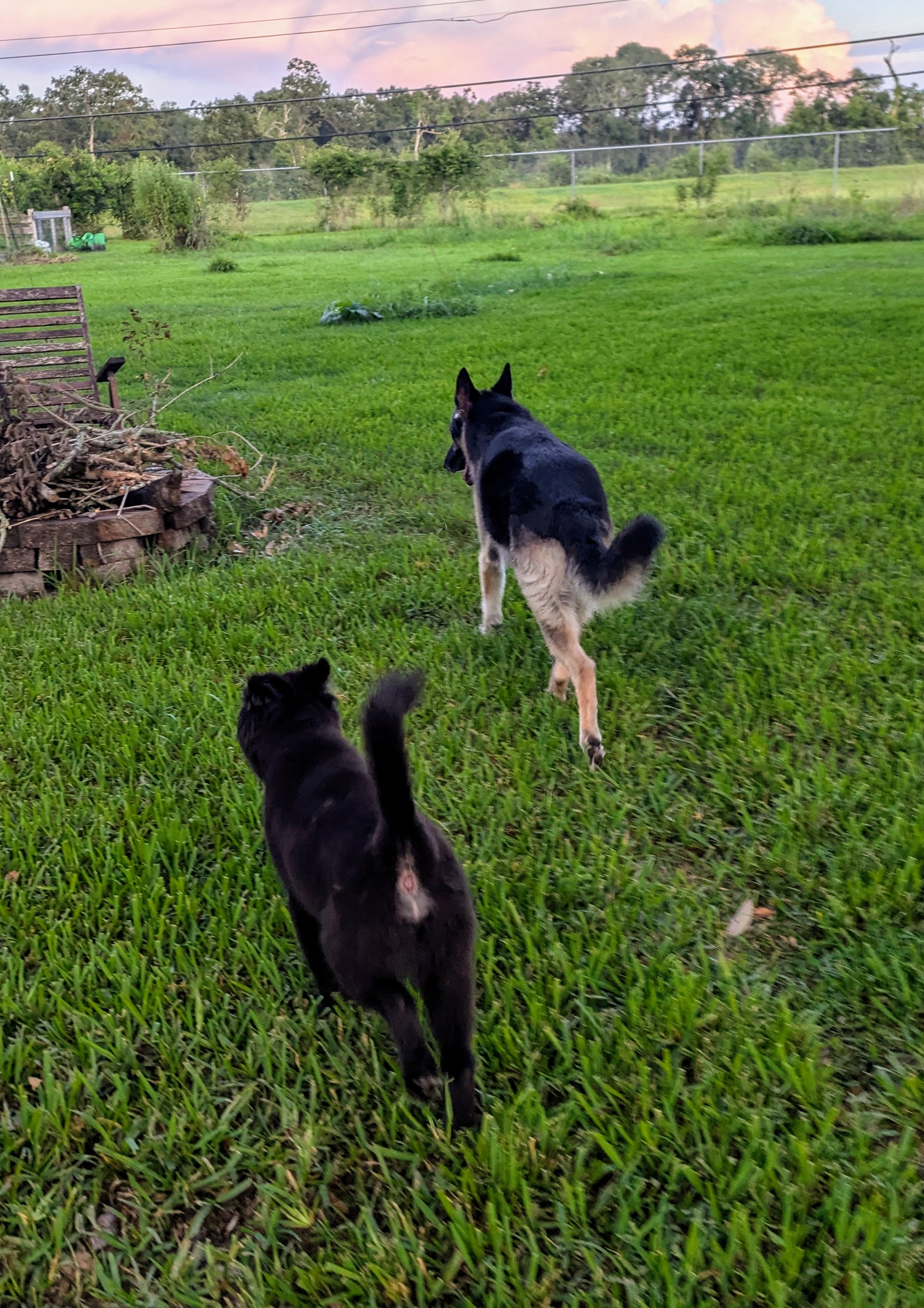 Maximus, a Adopted German Shepherd Dog in PEARLAND, TX image 4/6