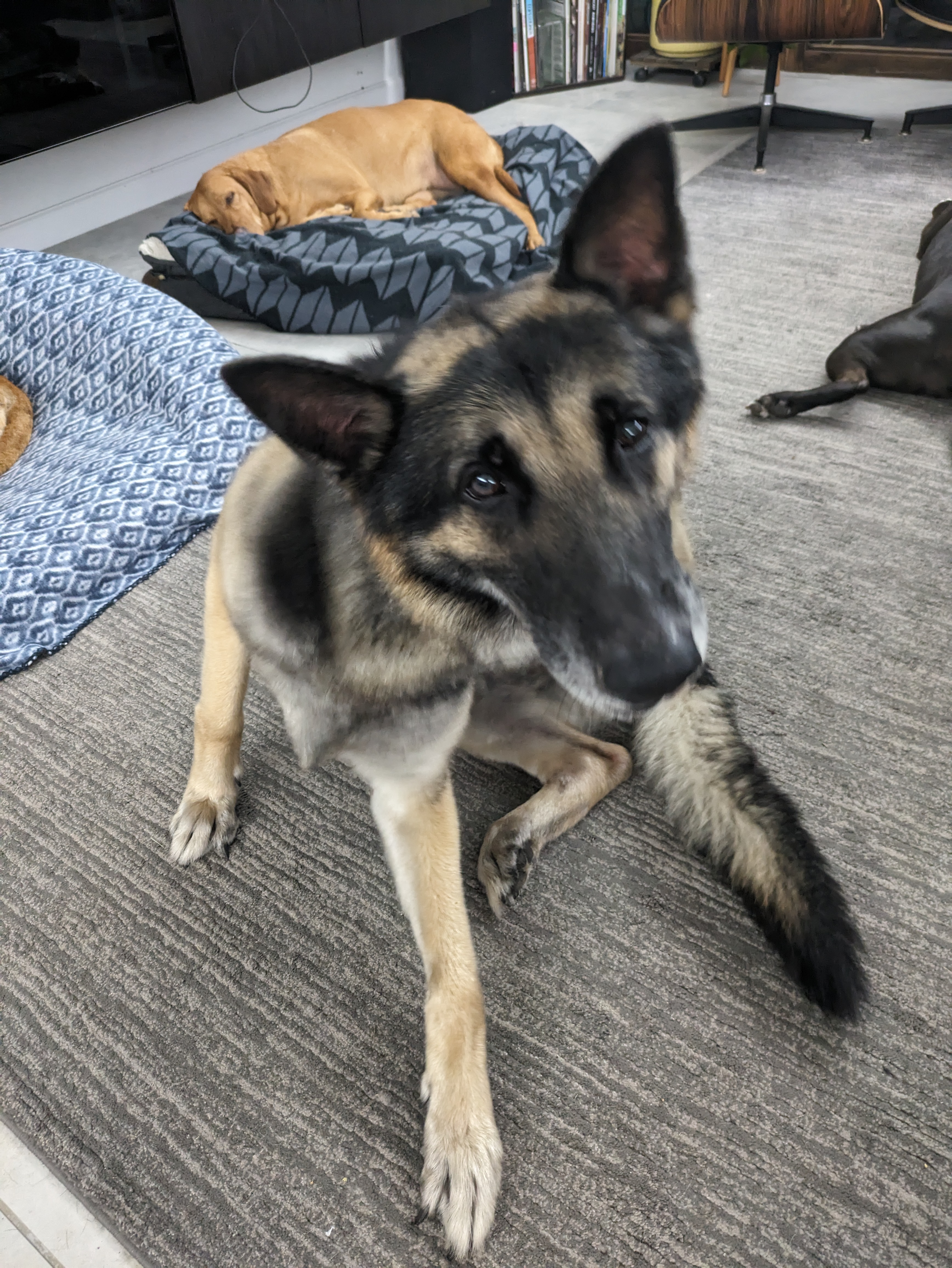 Maximus, a Adopted German Shepherd Dog in PEARLAND, TX image 2/6