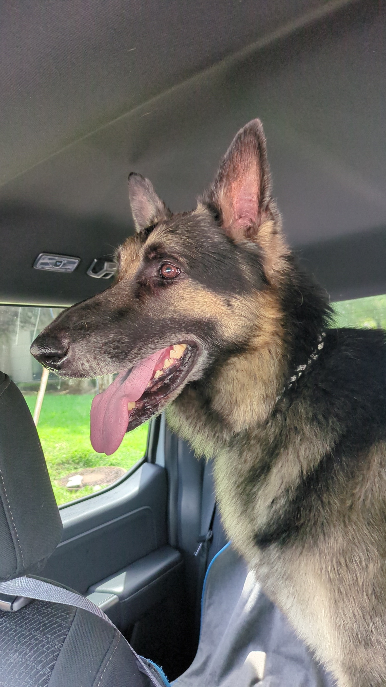 Maximus, a Adopted German Shepherd Dog in PEARLAND, TX image 1/6