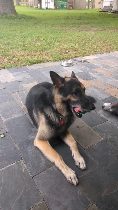 Enlarge Maximus, a Adopted German Shepherd Dog in PEARLAND, TX video 3/6
