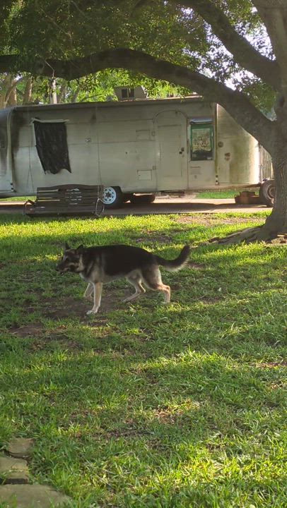 Enlarge Maximus, a Adopted German Shepherd Dog in PEARLAND, TX video 5/6