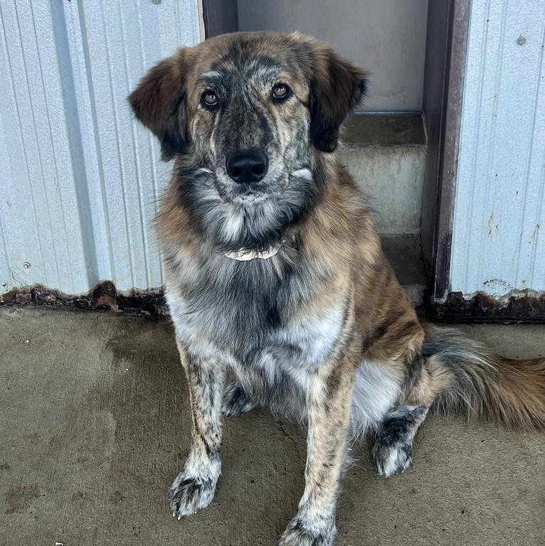 Bay Bay, adopted, Adult Male Shepherd.
