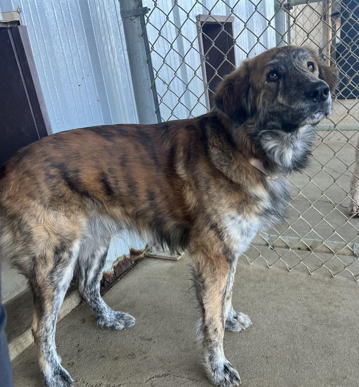 Enlarge Bay Bay, an adopted mixed breed in Granbury, TX image 2/2