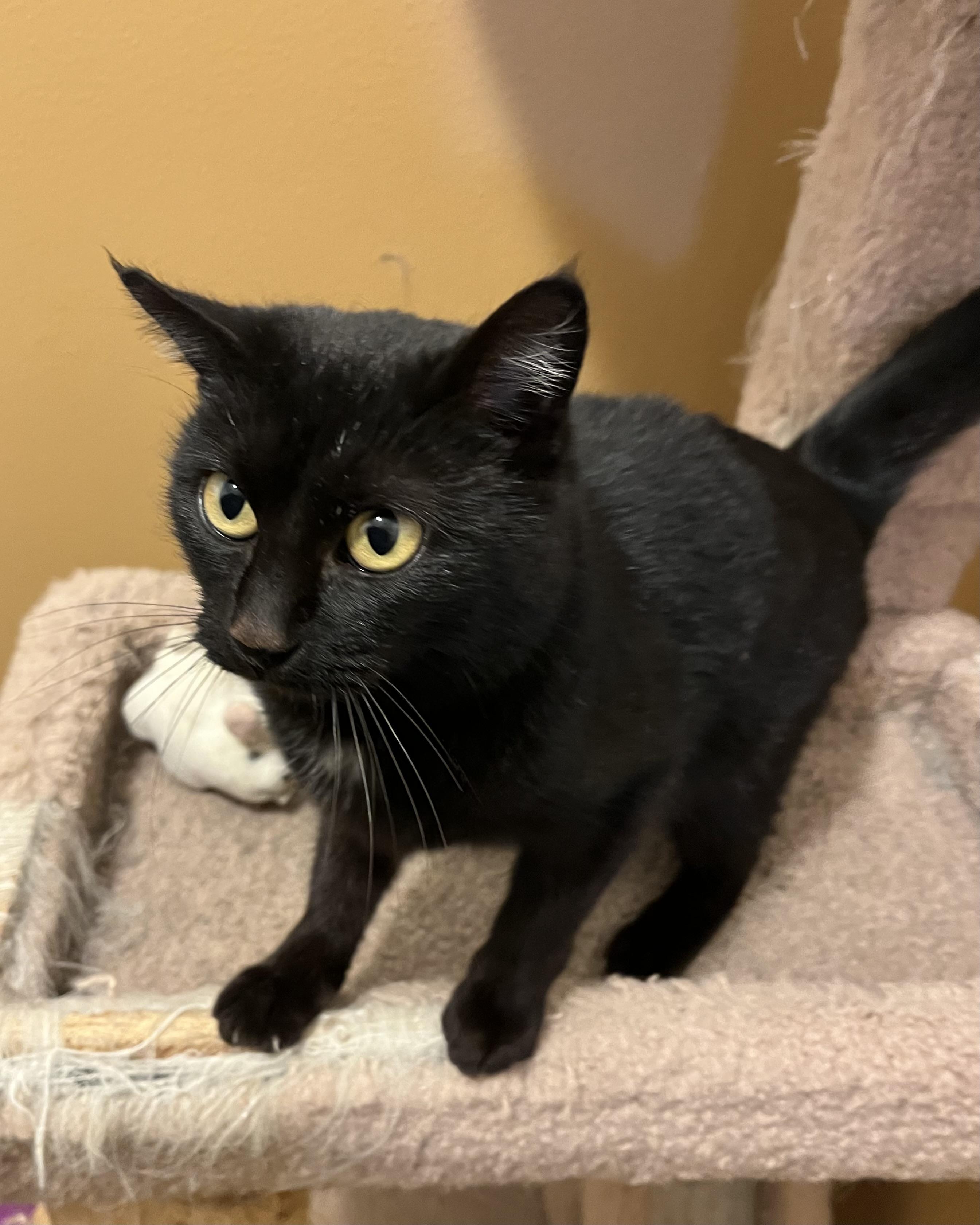 Enlarge HONEY BUNS, an adopted Domestic Medium Hair in Carthage, IL image 1/4