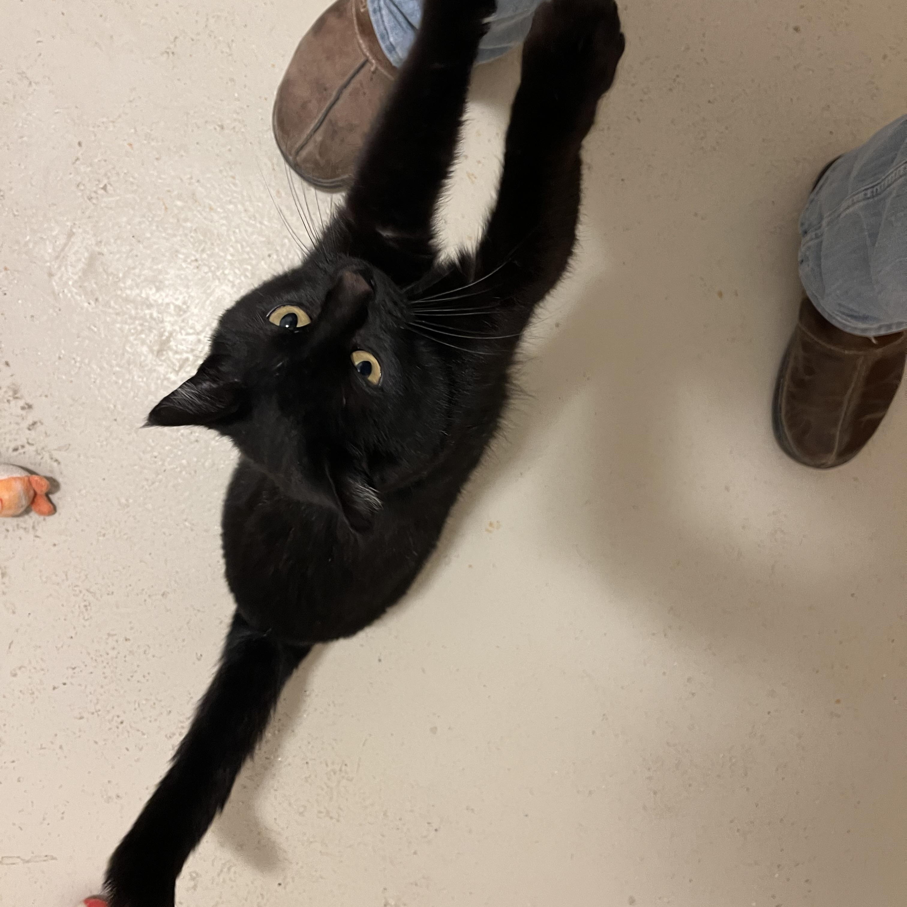 Enlarge HONEY BUNS, an adopted Domestic Medium Hair in Carthage, IL image 4/4