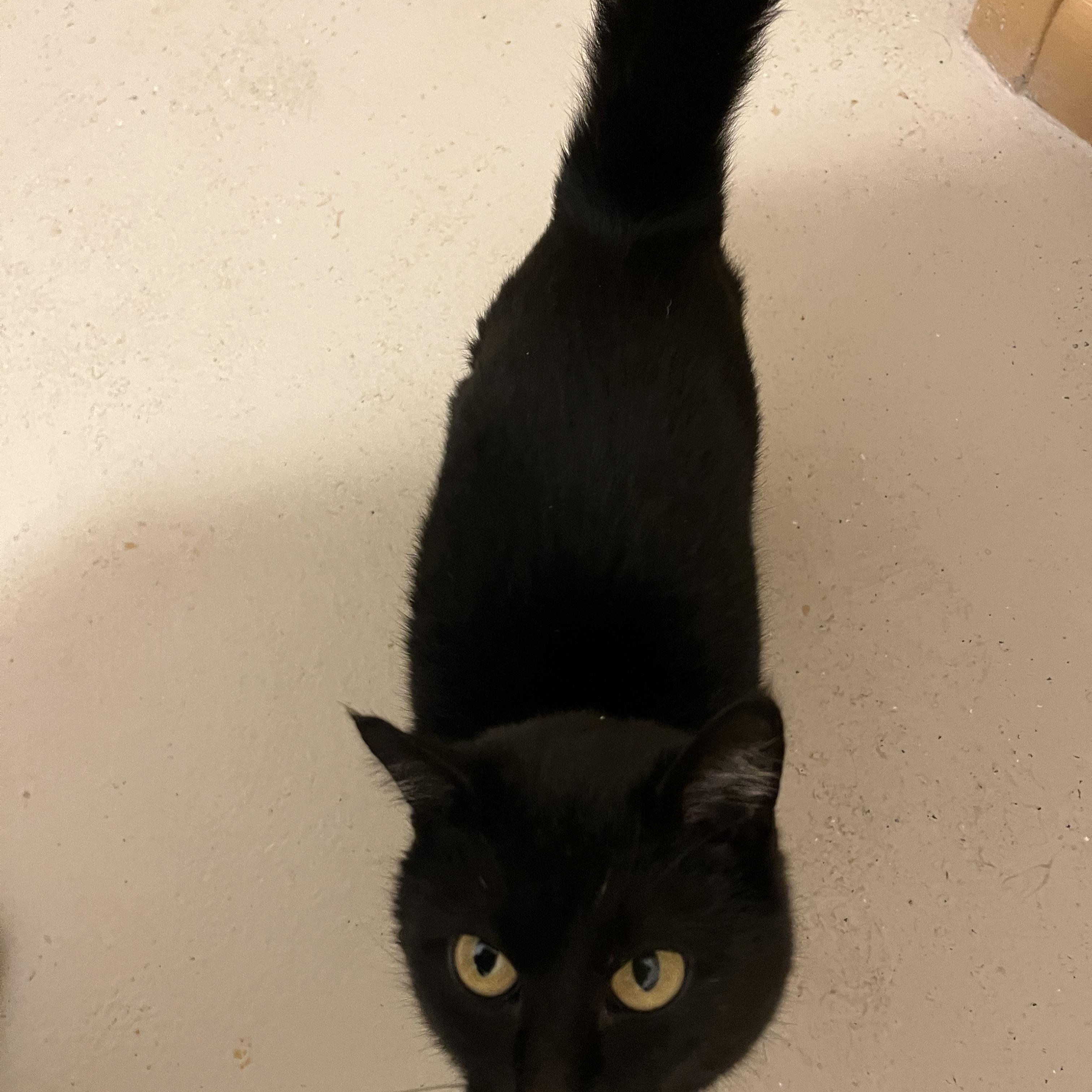 Enlarge HONEY BUNS, an adopted Domestic Medium Hair in Carthage, IL image 2/4