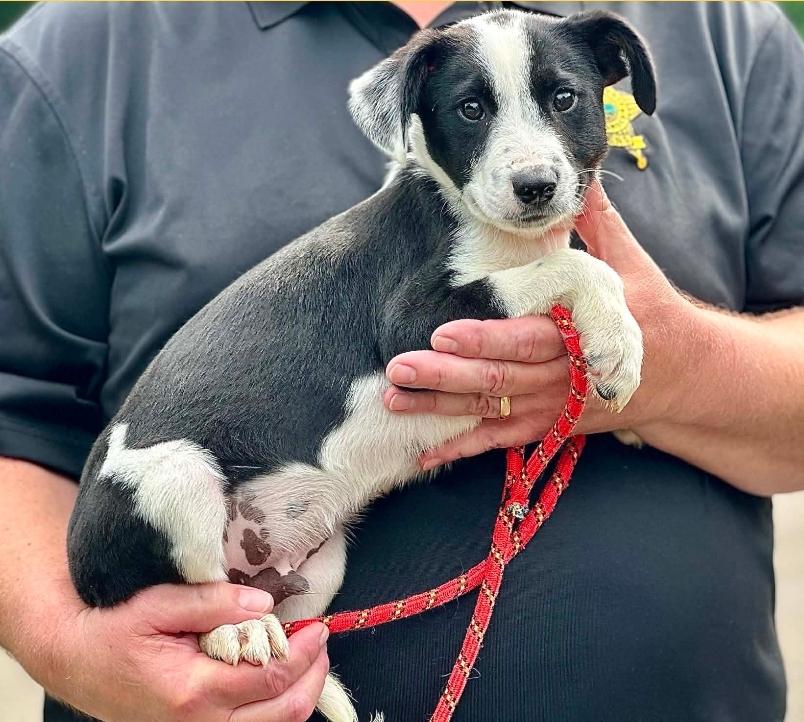 Spock, ADOPTABLE, Puppy Male Australian Cattle Dog / Blue Heeler.