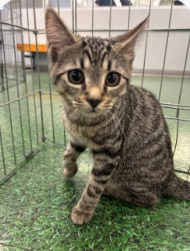 Naomi, a Adoptable Tabby in Murrieta, CA image 5/5