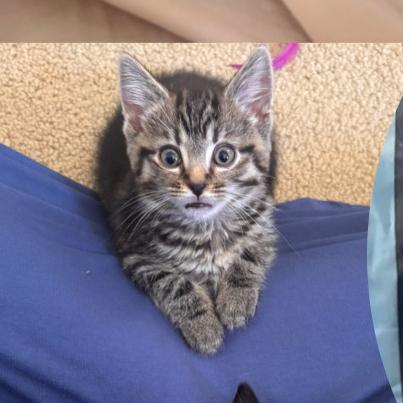 Naomi, a Adoptable Tabby in Murrieta, CA image 4/5