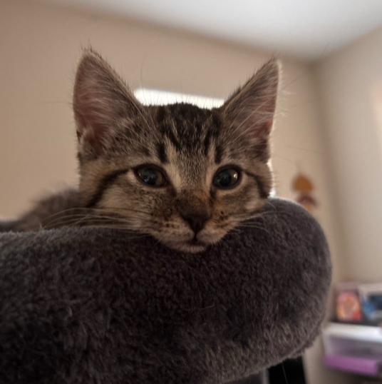 Naomi, a Adoptable Tabby in Murrieta, CA image 3/5