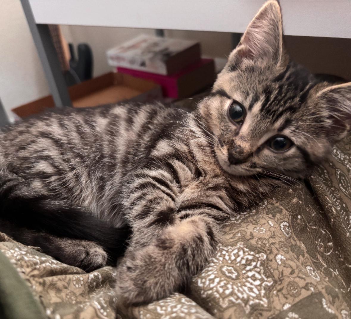 Naomi, a Adoptable Tabby in Murrieta, CA image 2/5