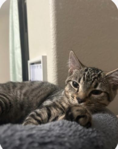 Naomi, a Adoptable Tabby in Murrieta, CA image 1/5